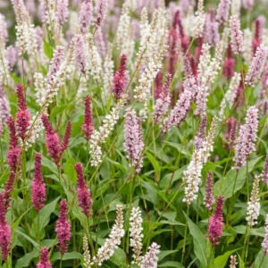 Bordura Persicaria Tricolor fioritura