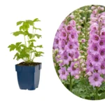 Delphinium 'Astolat'
