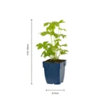 Delphinium 'Astolat' dimensioni
