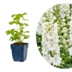 Delphinium 'Galahad'