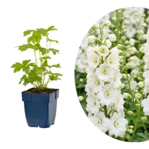 Delphinium 'Galahad'