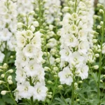 Delphinium 'Galahad' fiori bianchi