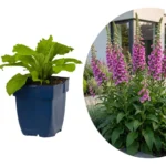 Digitalis purpurea Dalmatian Purple