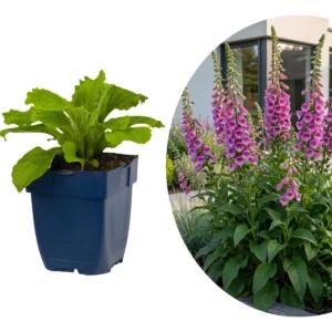 Digitalis purpurea Dalmatian Purple