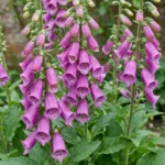 Digitalis purpurea Dalmatian Purple fiore