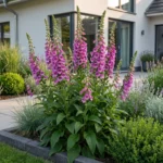 Digitalis purpurea Dalmatian Purple pianta fiorita
