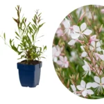 Gaura lindheimeri Whirling Butterflies