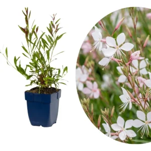 Gaura lindheimeri Whirling Butterflies