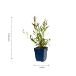 Gaura lindheimeri Whirling Butterflies dimensioni vaso