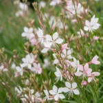 Gaura lindheimeri Whirling Butterflies fiore