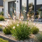 Gaura lindheimeri Whirling Butterflies pianta fiorita