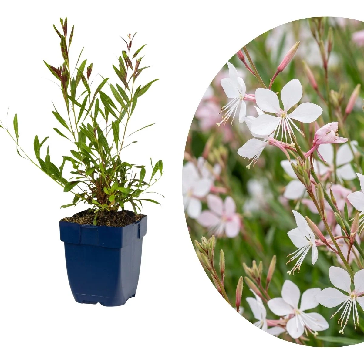 Gaura lindheimeri Whirling Butterflies Gaura lindheimeri Whirling Butterflies
