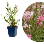 Gaura nana fiore rosa