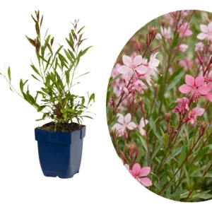 Gaura nana fiore rosa