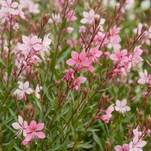 Gaura nana fiore rosa fiore
