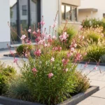 Gaura nana fiore rosa pianta fiorita