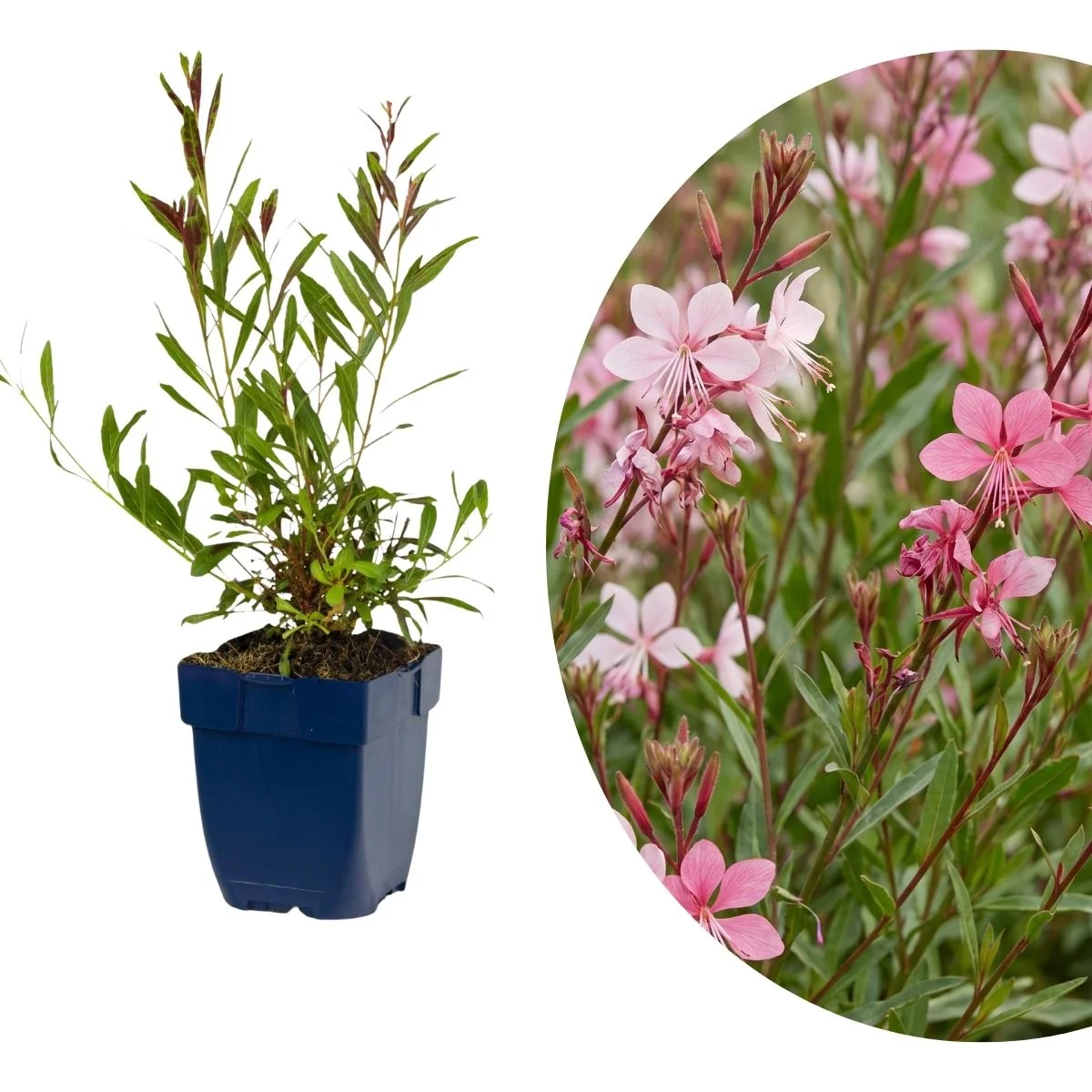 Gaura nana fiore rosa Gaura nana fiore rosa