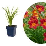 Hemerocallis Autumn Red