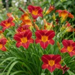 Hemerocallis Autumn Red fioritura