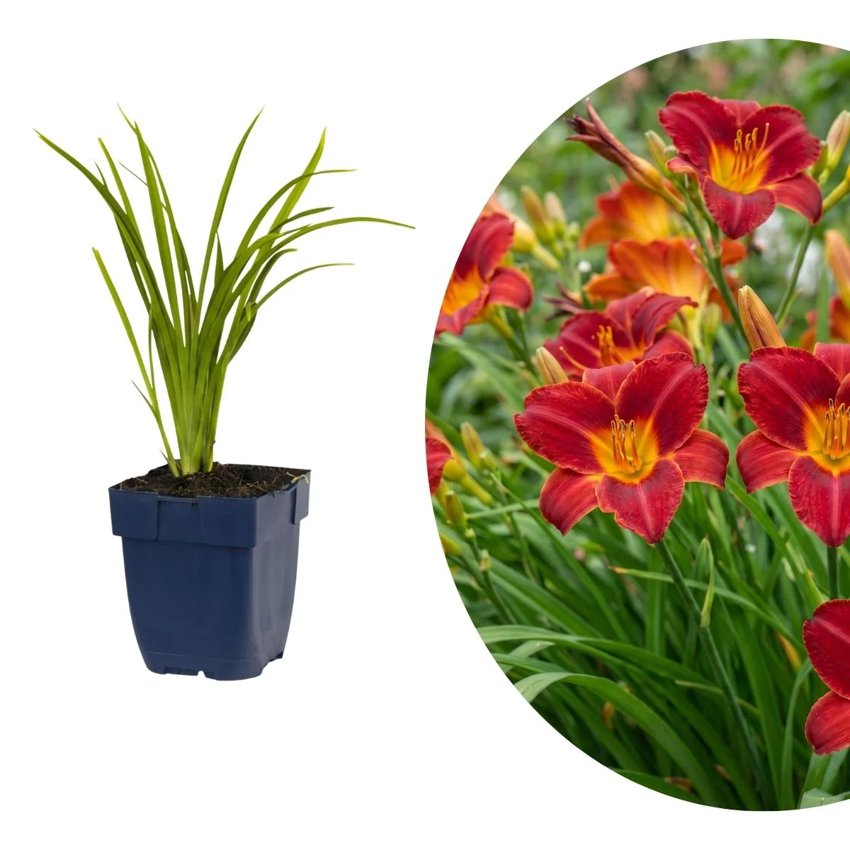 Hemerocallis Autumn Red