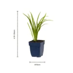 Hemerocallis dimensioni