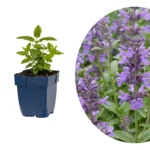 Nepeta Neptune