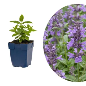 Nepeta Neptune
