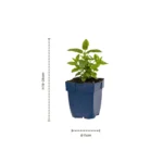 Nepeta Neptune dimensioni