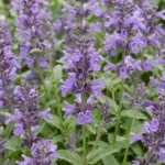 Nepeta Neptune fioritura