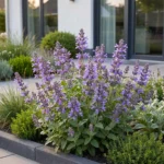 Nepeta Neptune pianta fiorita