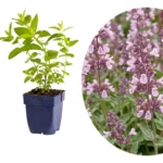 Nepeta 'Wild Orchid'