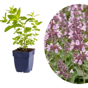 Nepeta 'Wild Orchid'
