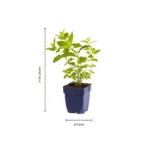 Nepeta 'Wild Orchid' dimensioni