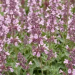 Nepeta 'Wild Orchid' fioritura