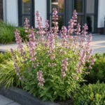 Nepeta 'Wild Orchid' pianta fiorita