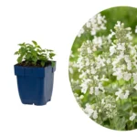 Nepeta faassenii Snowflake