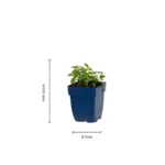 Nepeta faassenii Snowflake dimensioni