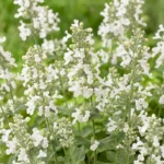 Nepeta faassenii Snowflake fioritura