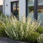 Nepeta faassenii Snowflake pianta fiorita