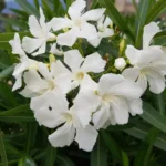Oleandro nano bianco fiore