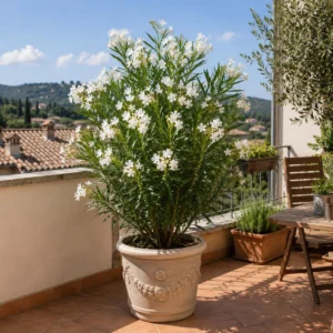 Oleandro nano bianco terrazzo