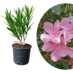 Oleandro nano rosa