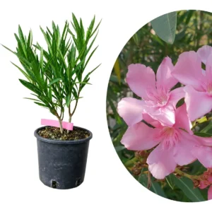 Oleandro nano rosa