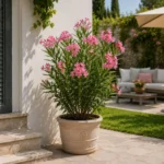 Oleandro nano rosa ambientata