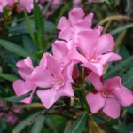 Oleandro nano rosa fiore