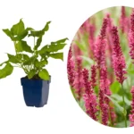 Persicaria amplexicaulis