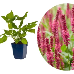 Persicaria amplexicaulis