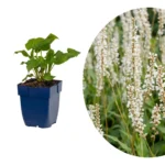 Persicaria amplexicaulis 'Alba'