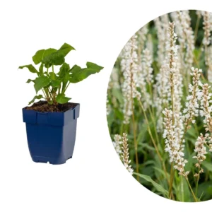 Persicaria amplexicaulis 'Alba'