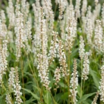 Persicaria amplexicaulis 'Alba' fioritura